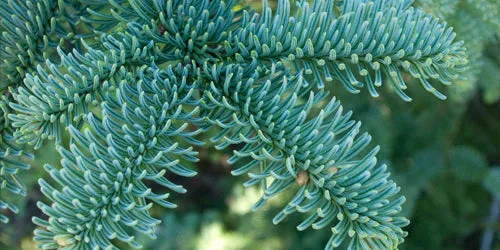 5ft Noble Fir Christmas Tree