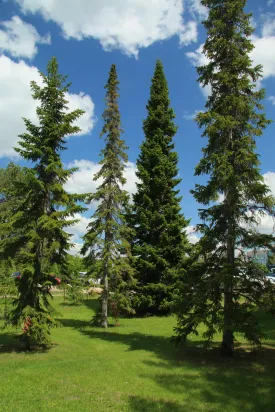 Balsam Fir Abies balsamea 100 Seeds  USA Company
