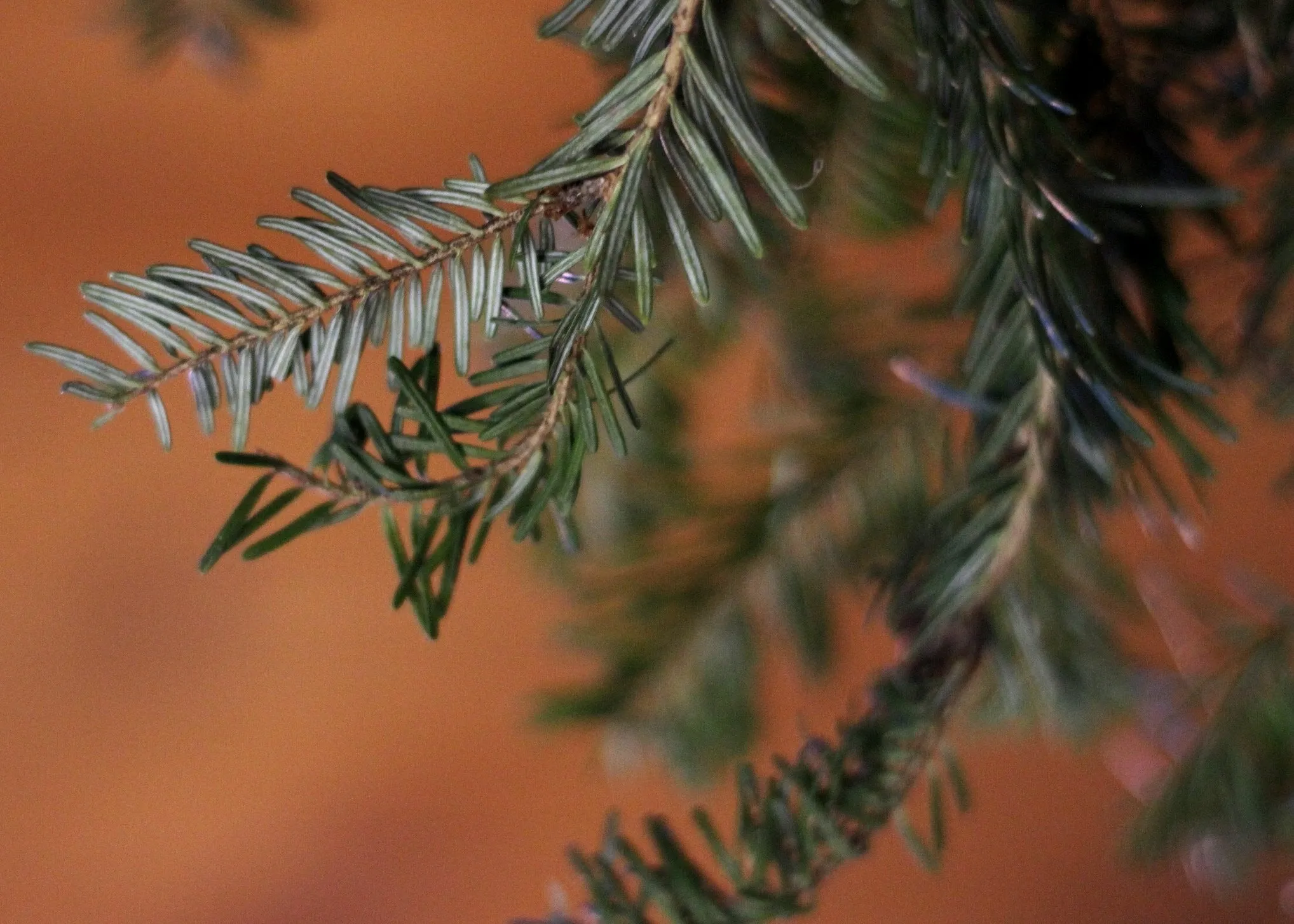 Christmas Garland